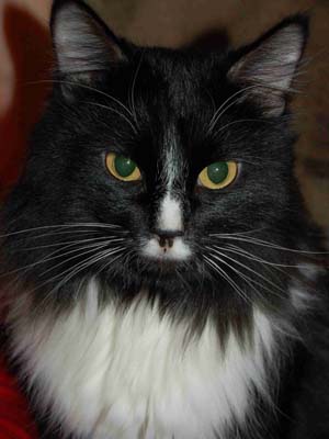 Кот